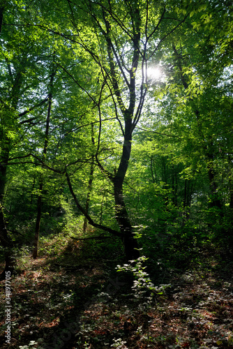  Tree silhouette and sunlight on green foliage  in Rambouillet forest