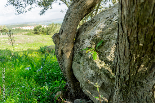 close up of big rock stuck among olive trees