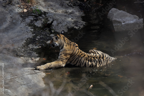 tiger in water