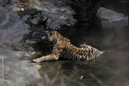 tiger in water © MRINAL NAG
