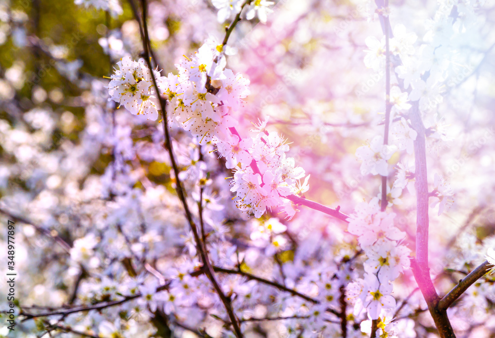 Spring blossoms in bright sunlight Spring blossoms in bright sunlight