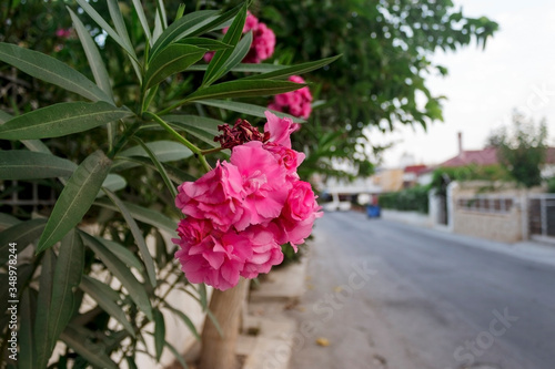 Authentic street in Kokkini Hani, Crete, Greece and beautiful pink flowers. photo