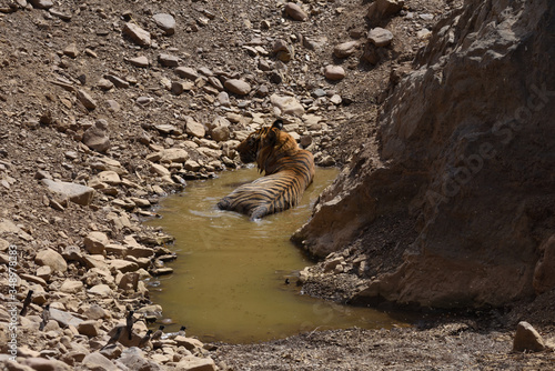 tiger in the water