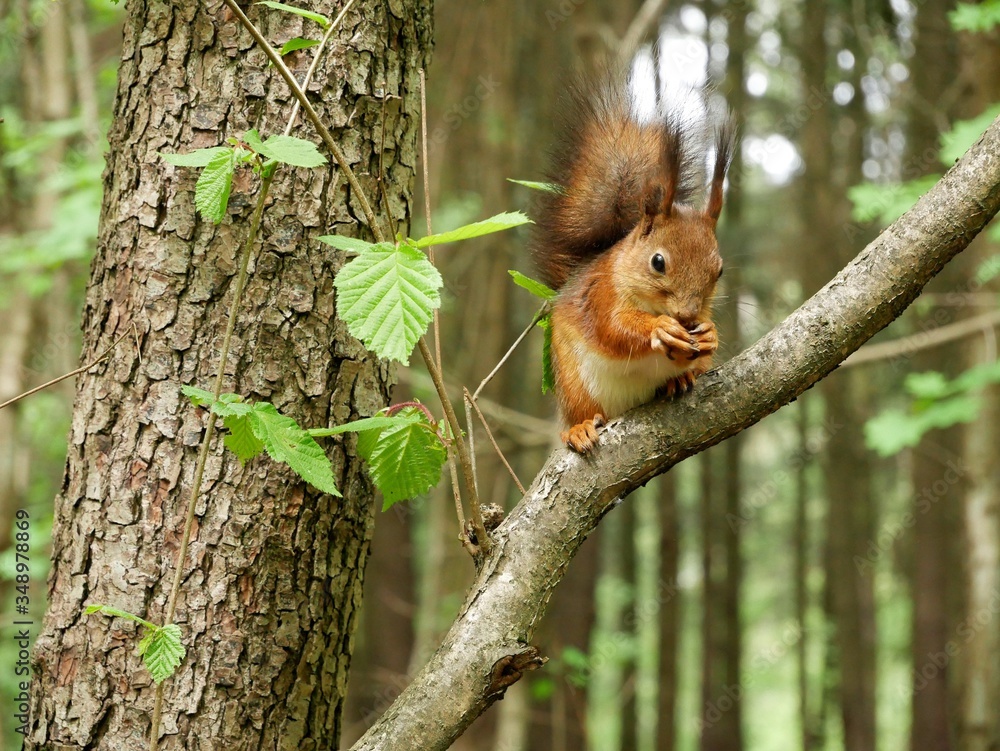 Squirrel on a tree branch in the forest.