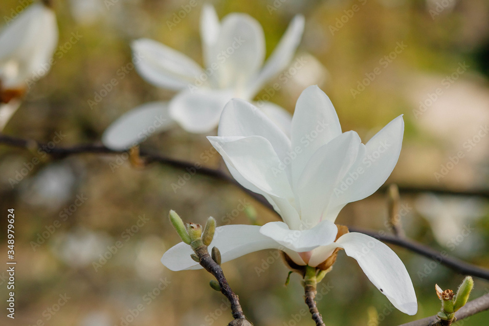 Magnolia flower bloom on background of blurry Magnolia flowers on Magnolia tree. Magnolia flower bloom on background of blurry Magnolia flowers on Magnolia tree.