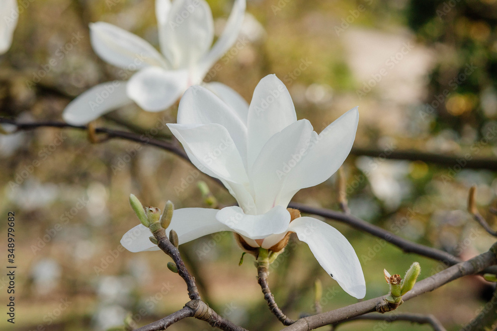 Magnolia flower bloom on background of blurry Magnolia flowers on Magnolia tree. Magnolia flower bloom on background of blurry Magnolia flowers on Magnolia tree.