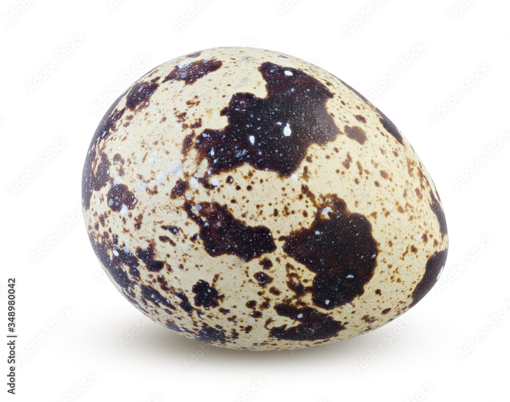 Small quail egg whole isolated on white background. Detailed closeup of spotted quail egg Small quail egg whole isolated on white background. Detailed closeup of spotted quail egg