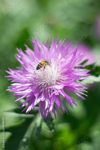 A bee sits on a flower on a blurry green background.