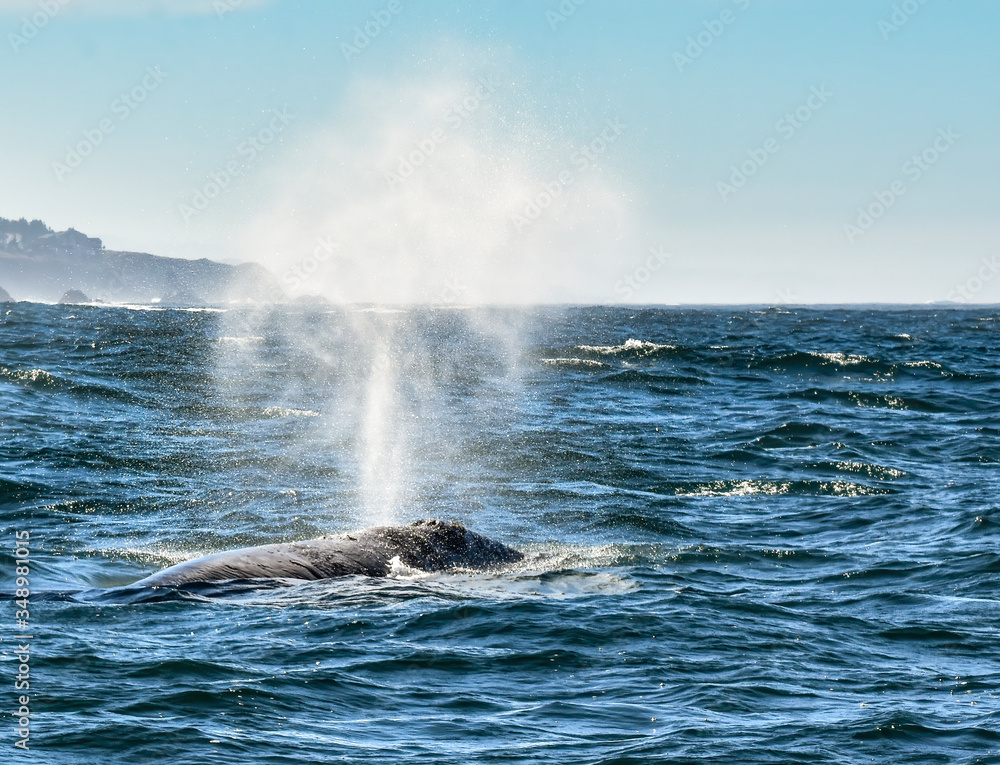 Fototapeta premium tryskający wieloryb