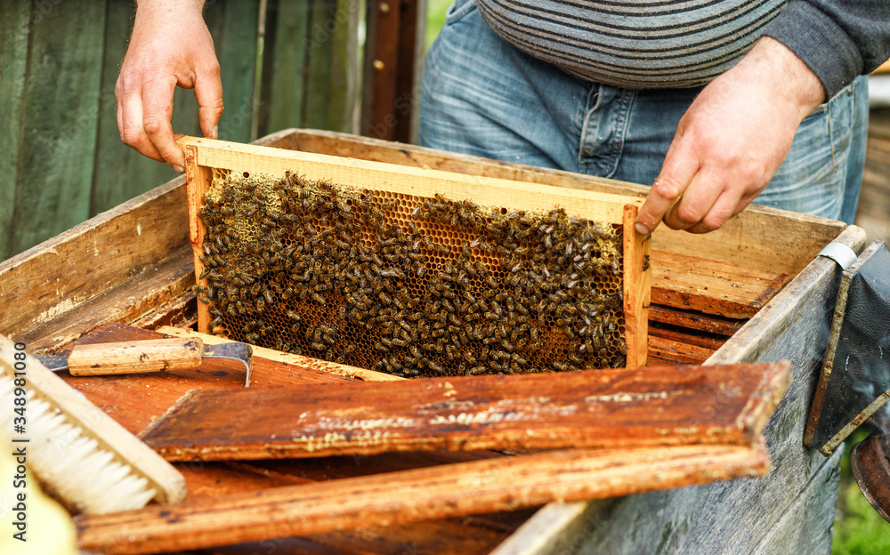 A beekeeper checks the beehives in the bee-garden by pulling out the individual frames and examining them carefully, apiculture concept A beekeeper checks the beehives in the bee-garden by pulling out the individual frames and examining them carefully, apiculture concept
