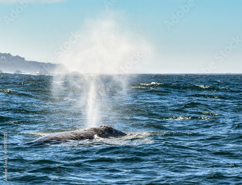 spouting whale