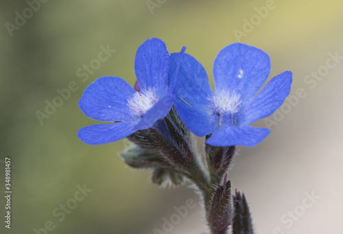 Fotografie Anchusa azurea Italian bugloss hairy plant with small flowers of intense electri
