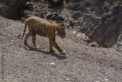  tiger walking