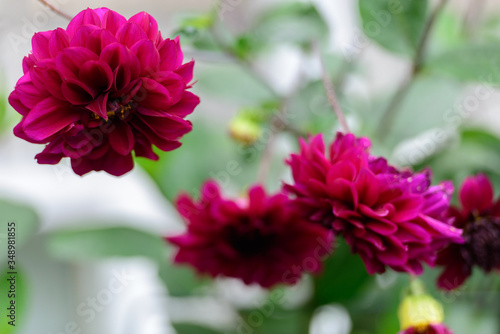 Portrait of pink flowers blooming in nature