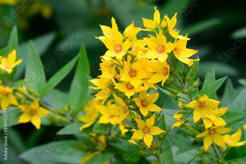 Drüsiger Gilbweiderich ( Lysimachia punctata )	 photo