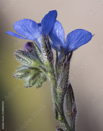 Fotografie Anchusa azurea Italian bugloss hairy plant with small flowers of intense electri