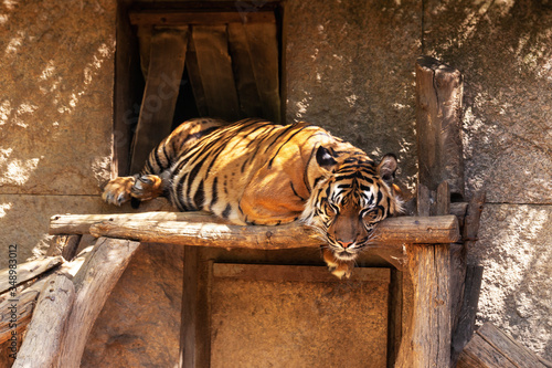Photos Panthera tigris sumatrae - Sumatran tiger resting and sleeping on a wooden board