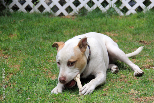 фотографія Perro pit bull blanco de manchas café feliz con su hueso