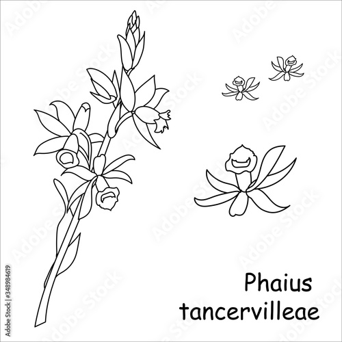 grammatophyllum orchid.Swamp orchid. Australia plants. Red Book. Disappearing flowers. Vector illustration.