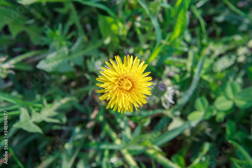 мать и мачеха,mother and stepmother,flower, dandelion, yellow, nature, spring, green, plant, grass, summer, garden, blossom, macro, flowers, flora, bloom, meadow, bee, weed, beauty, close-up, floral, 