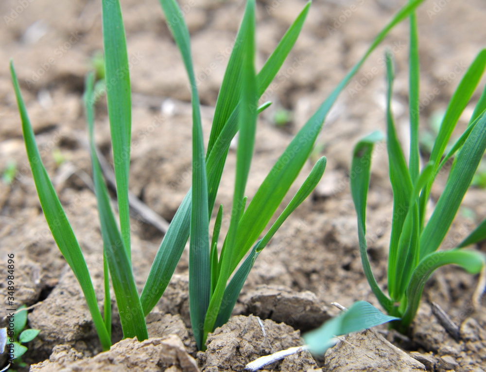 Autumn shoots of winter wheat Autumn shoots of winter wheat