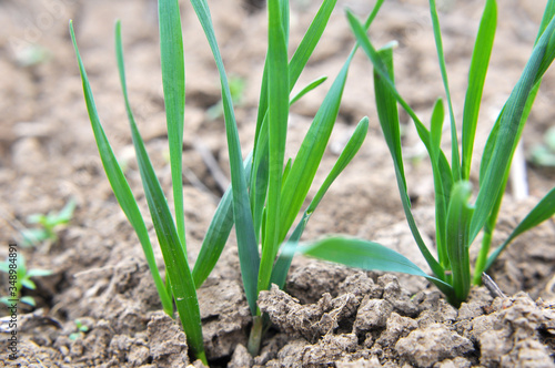 Autumn shoots of winter wheat