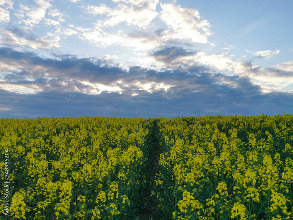 View of a rapeseed field at sunset in spring. In the evening on the field.