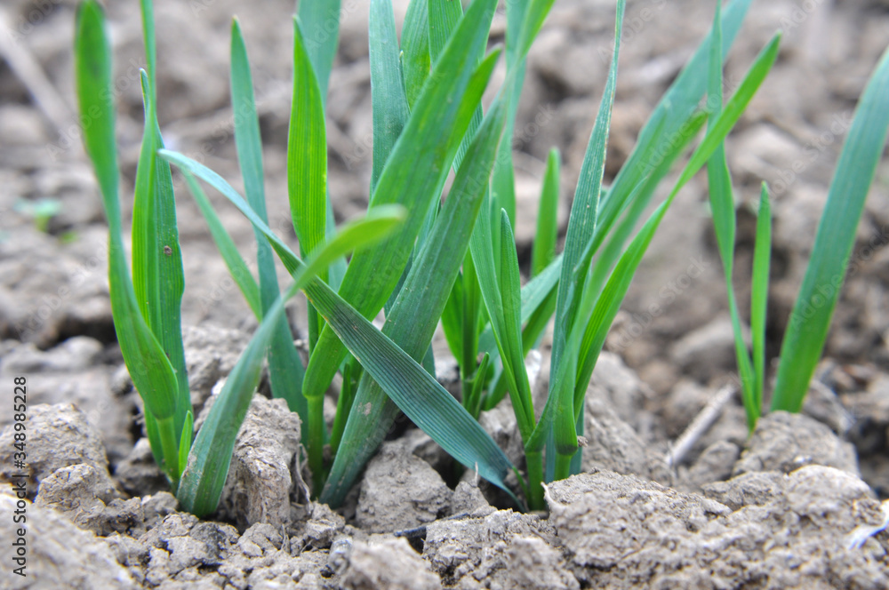 Autumn shoots of winter wheat Autumn shoots of winter wheat