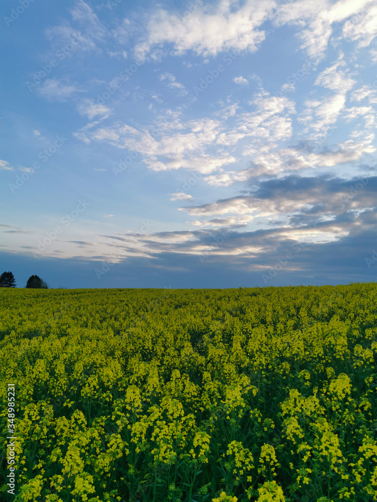 View of a rapeseed field at sunset in spring. In the evening on the field.