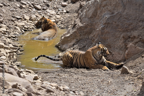 tiger in the water