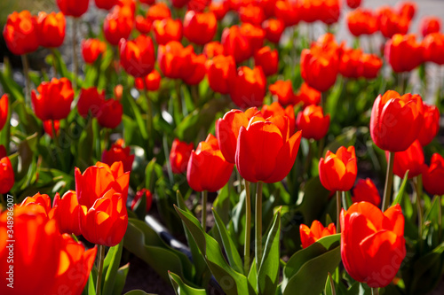 Red tulips background. Beautiful tulip in the meadow. Flower bud in spring in the sunlight. Flowerbed with flowers. Tulip close-up. Red flower