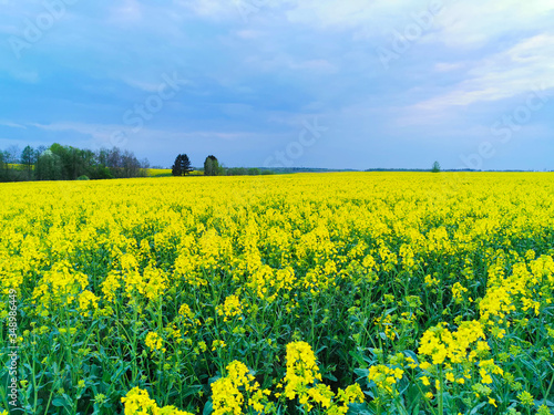 Rapeseed field in spring May day.