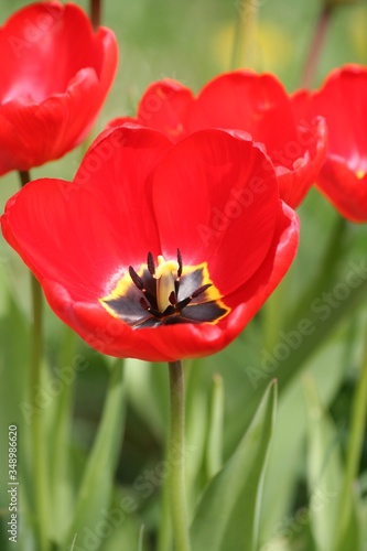 Four red tulips