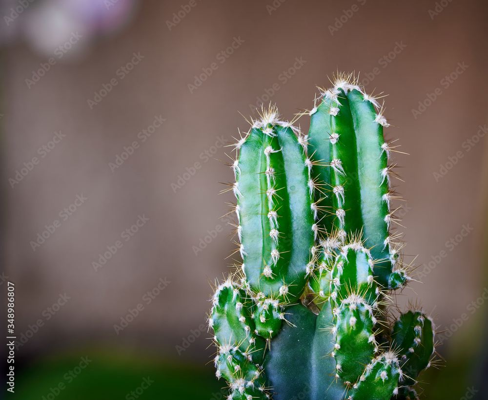Fototapeta premium A green mini cactus