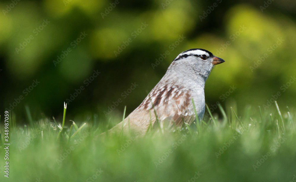 White-crowned sparrow in the grass White-crowned sparrow in the grass