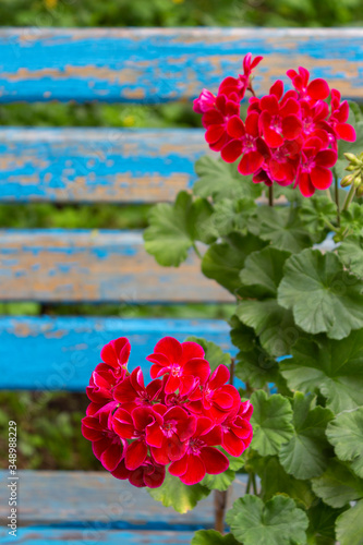 Bright large numerous dark red flowers and a plant of zonal pelargonium cultivar Fairy of Flowers Velvet, with green leaves against the background of old blue boards on a summer day in the garden.