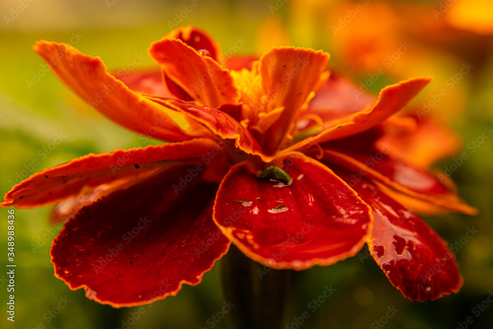 red flower with water drops red flower with water drops
