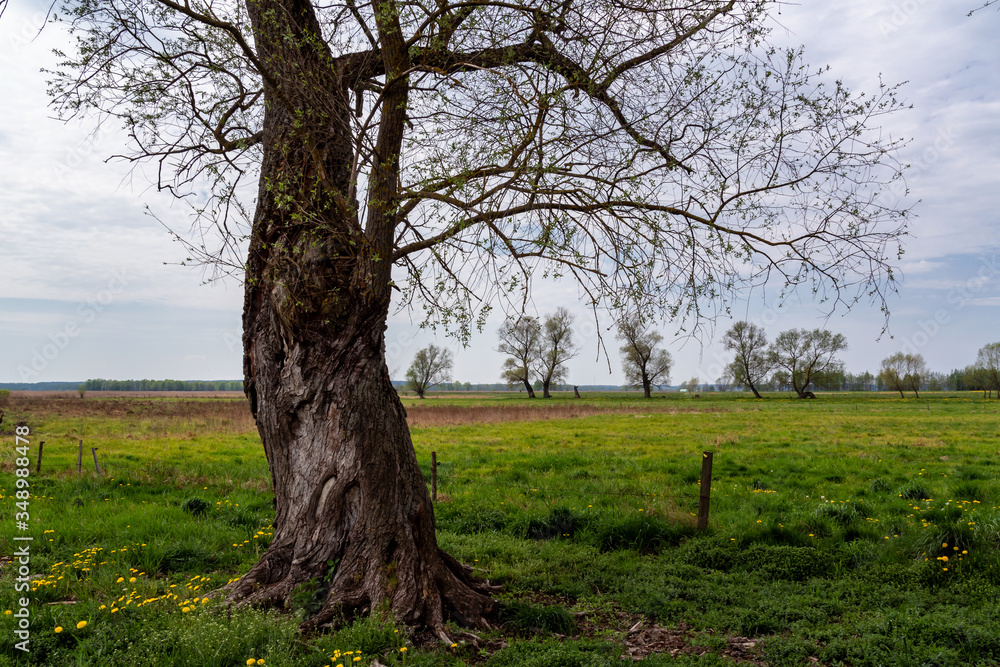 Dolina Narwi. Podlaskie kapliczki i krzyże przydrożne. Narwiański Park Narodowy. Podlasie. Polska Dolina Narwi. Podlaskie kapliczki i krzyże przydrożne. Narwiański Park Narodowy. Podlasie. Polska