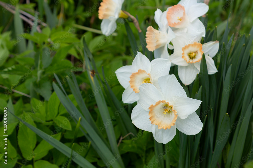 Blooming daffodils in the garden on a spring day. Blooming daffodils in the garden on a spring day.