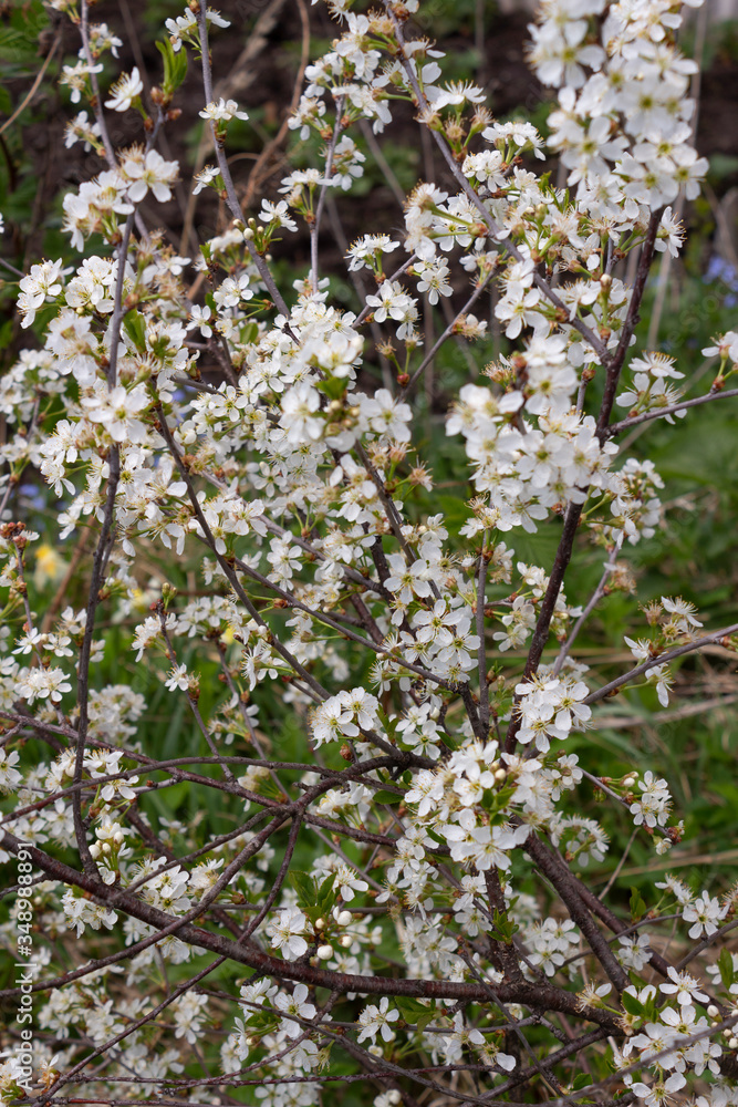 Thin branches with numerous white flowers and young bushes of cherry on a spring day in the garden. Thin branches with numerous white flowers and young bushes of cherry on a spring day in the garden.