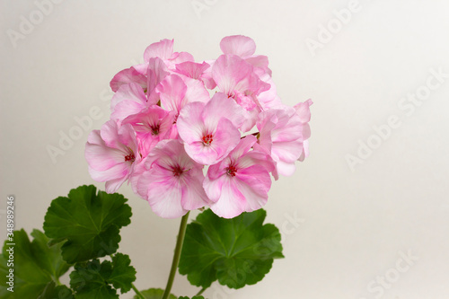 Tender light pink flowers of the zonal pelargonium varieties Picotee pink and green leaves on a light background close-up. © NATALIA