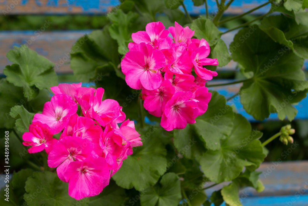 Large bright pink flowers of zonal pelargonium on the background of an old wooden blue bench in the garden on a spring day.