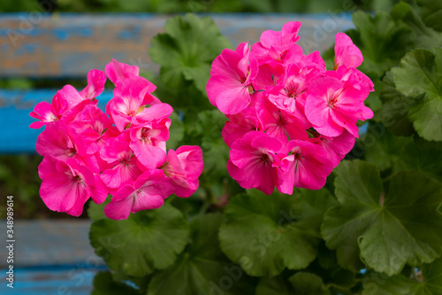 Blooming zonal geranium bush with bright pink flowers on a background of an old wooden blue bench in the garden on a spring day.