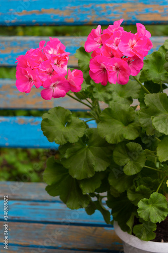 Large bright pink flowers of zonal pelargonium on the background of an old wooden blue bench in the garden on a spring day.