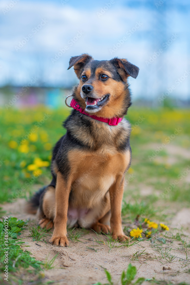 Portrait of a domestic dog in a red collar. Photographed close-up. Portrait of a domestic dog in a red collar. Photographed close-up.