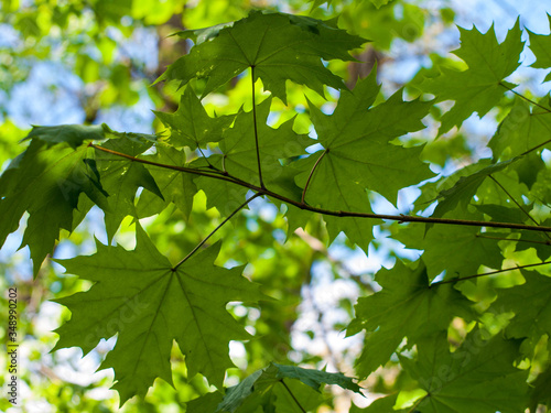 Green background. Maple leaves.