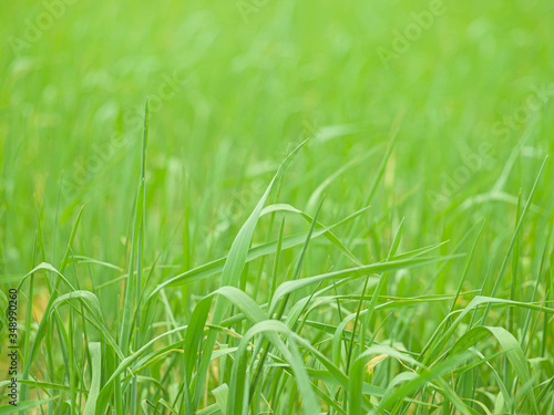 Green background. Grass.