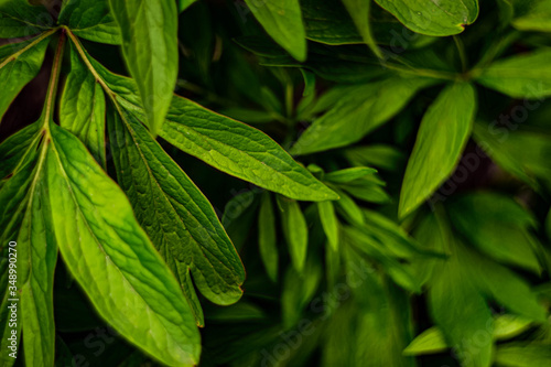 Green background. Peony foliage. 