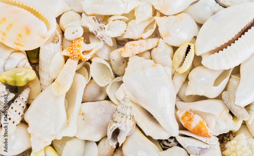 sea shells sea shells