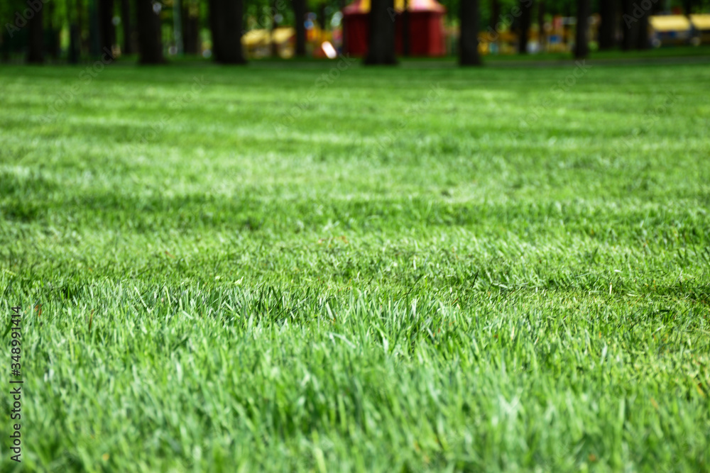 Lush green grass background in the park on a nice day in spring or summer (selective focus)